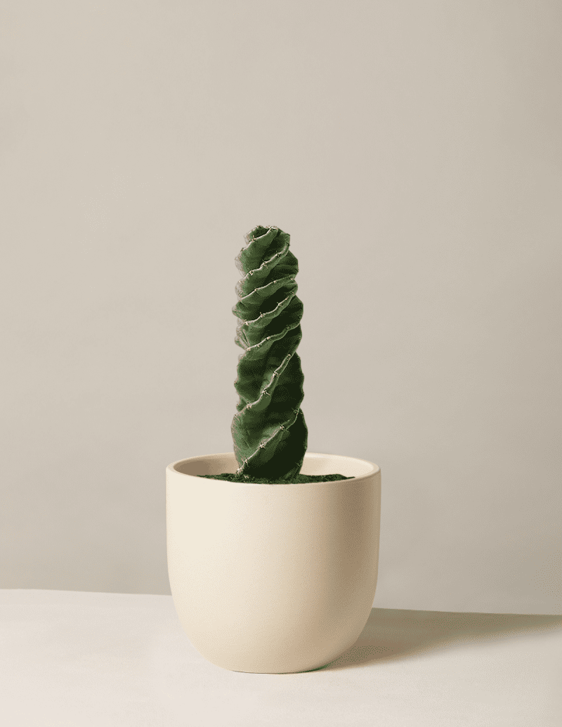 the sill Medium Spiral Cactus Medium Grant Cream Variant