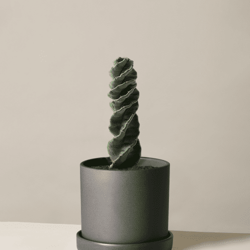 the sill Medium Spiral Cactus Medium Hyde Black Variant