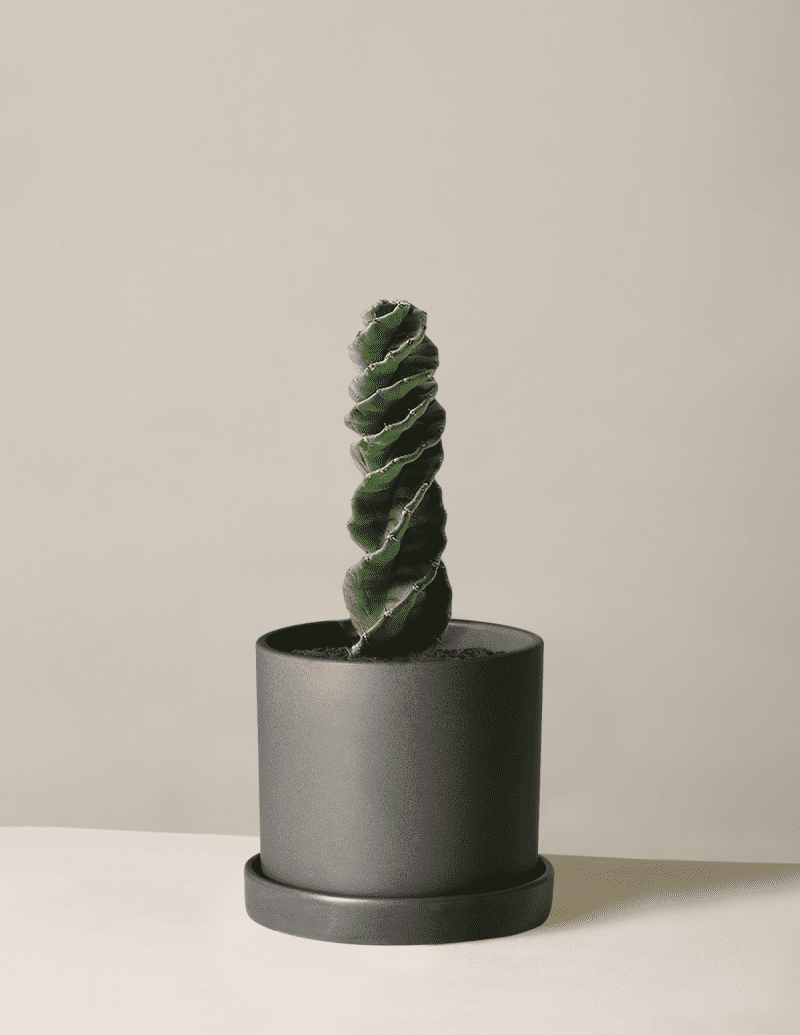 the sill Medium Spiral Cactus Medium Hyde Black Variant