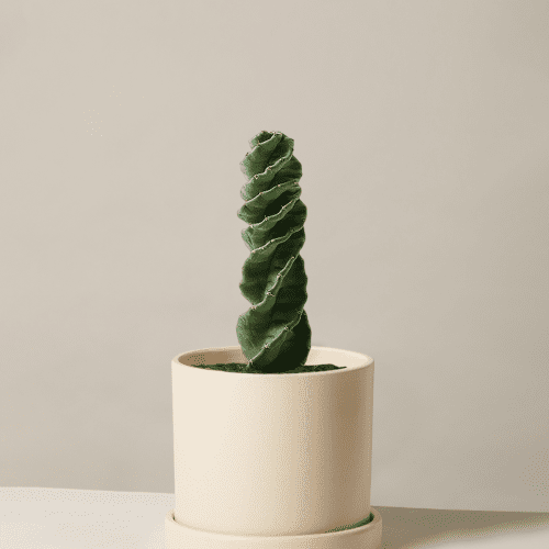 the sill Medium Spiral Cactus Medium Hyde Cream Variant