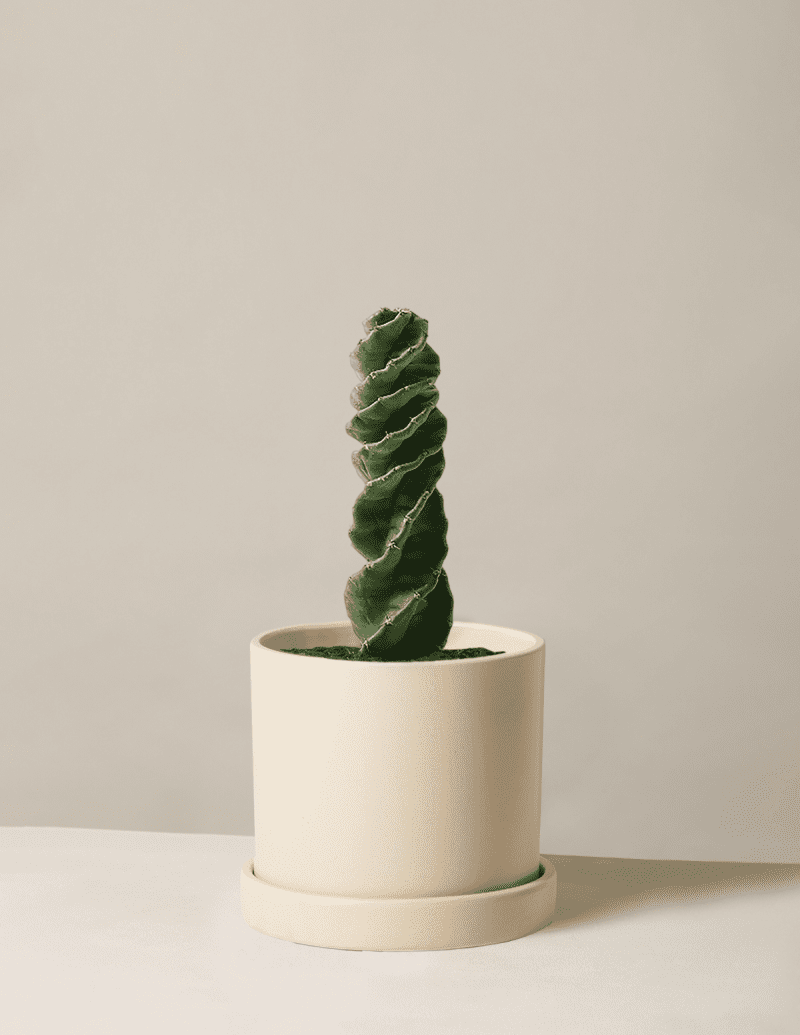 the sill Medium Spiral Cactus Medium Hyde Cream Variant