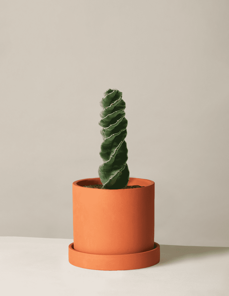 the sill Medium Spiral Cactus Medium Hyde Terracotta Variant