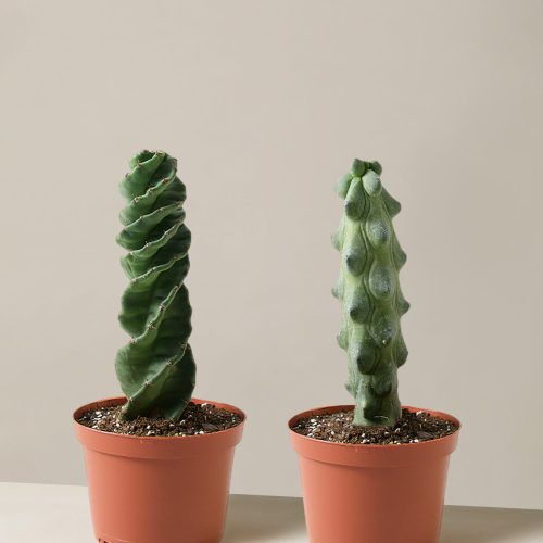 the sill Rare Cactus Duo GrowPot Variant