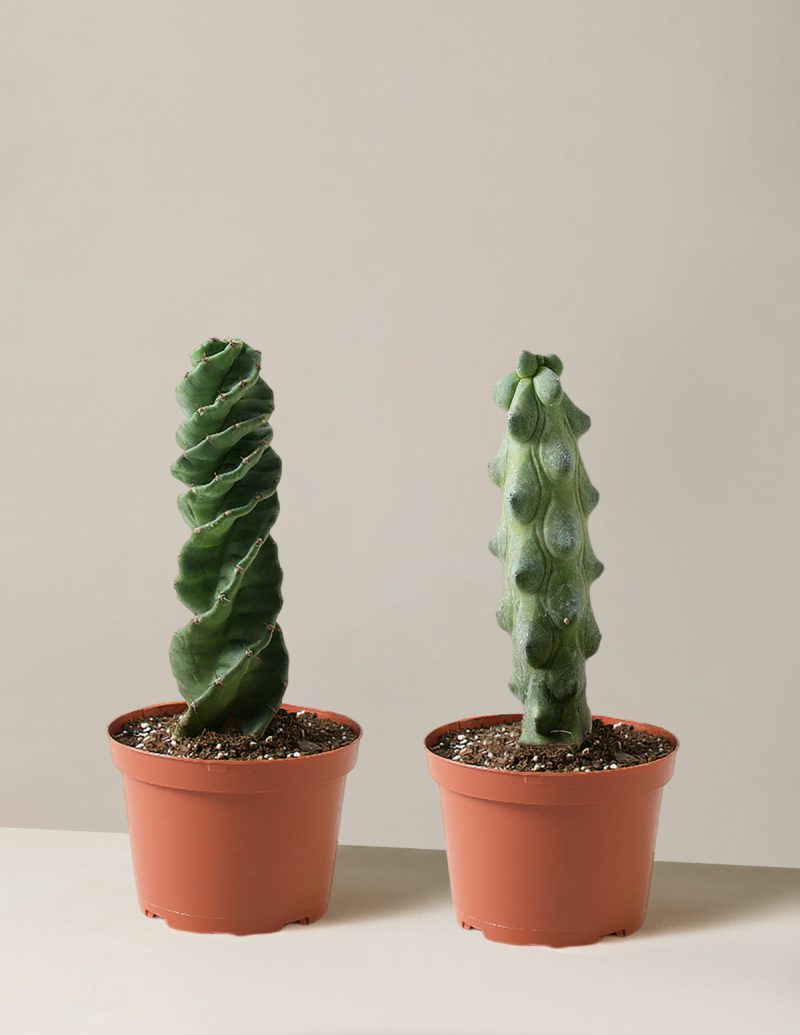 the sill Rare Cactus Duo GrowPot Variant