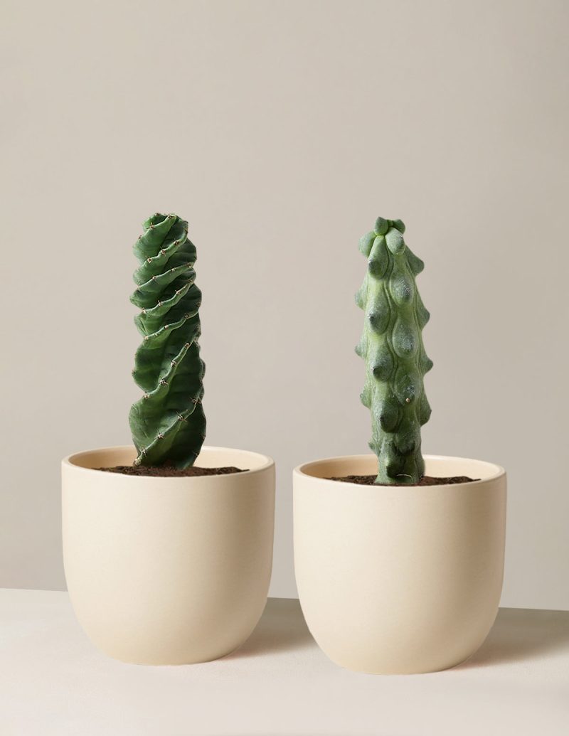 the sill Rare Cactus Duo Medium Grant Cream Variant