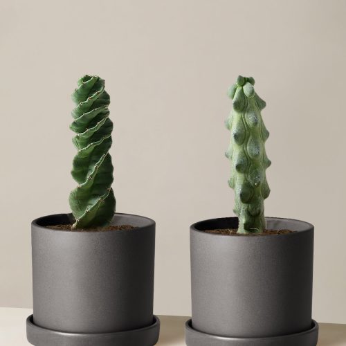 the sill Rare Cactus Duo Medium Hyde Black Variant