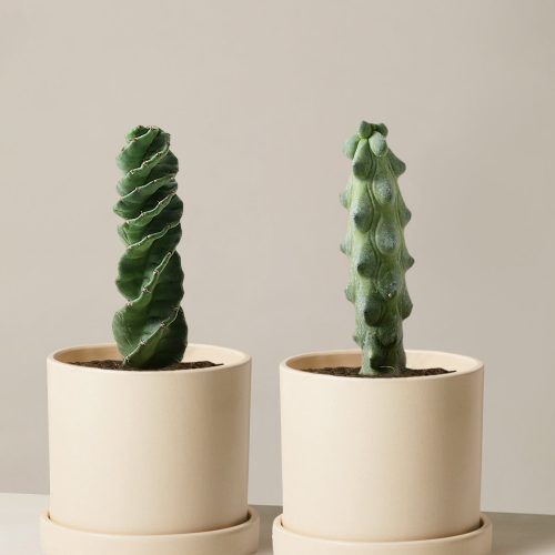 the sill Rare Cactus Duo Medium Hyde Cream Variant