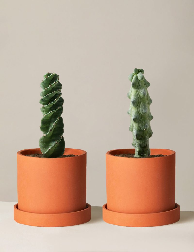 the sill Rare Cactus Duo Medium Hyde Terracotta Variant