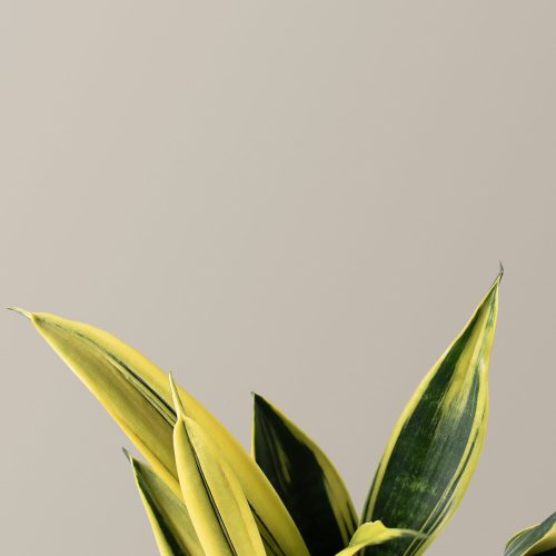 the sill Sansevieria Golden Flame Gallery 1