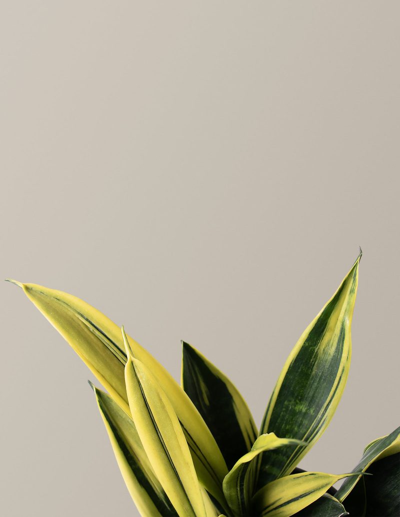 the sill Sansevieria Golden Flame Gallery 1