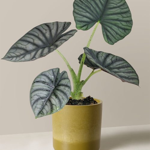 the sill Small Alocasia Silver Nebula Small Upcycled Avocado Variant