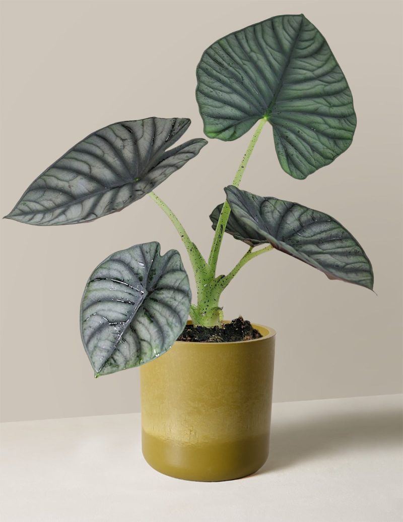 the sill Small Alocasia Silver Nebula Small Upcycled Avocado Variant