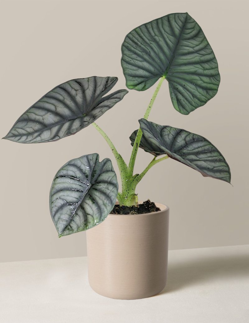 the sill Small Alocasia Silver Nebula Small Upcycled Cream Variant