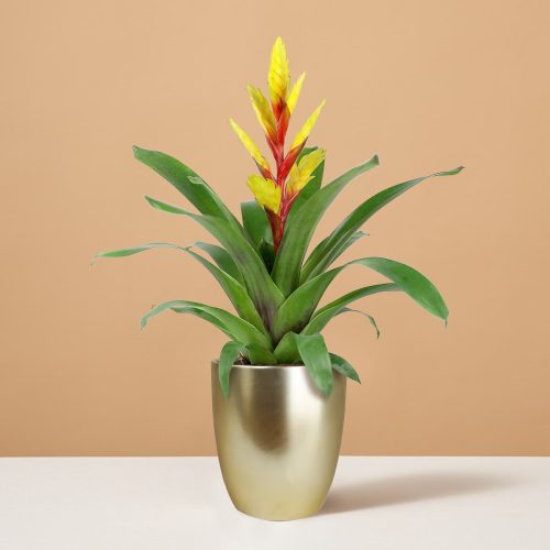 the sill Small Bromeliad Evita Yellow Small Marcelle Gold Variant