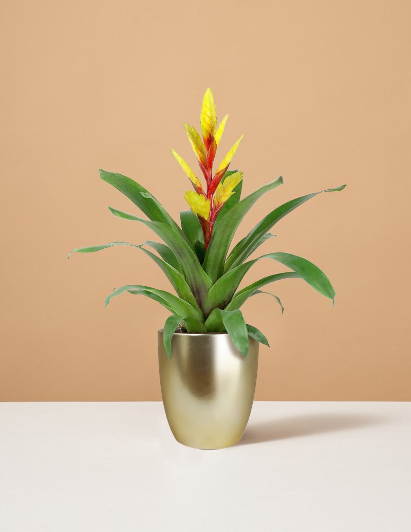 the sill Small Bromeliad Evita Yellow Small Marcelle Gold Variant