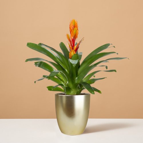 the sill Small Bromeliad Intenso Orange Small Marcelle Gold Variant