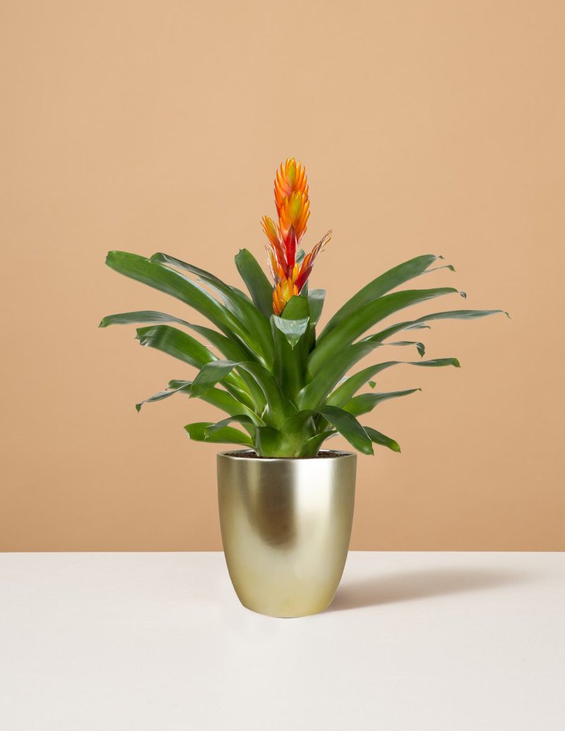 the sill Small Bromeliad Intenso Orange Small Marcelle Gold Variant