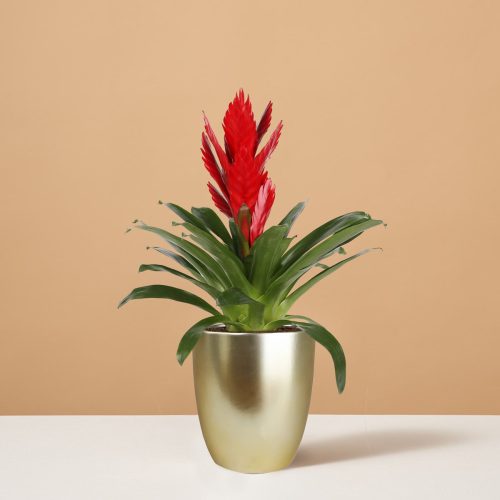 the sill Small Bromeliad Intenso Red Small Marcelle Gold Variant