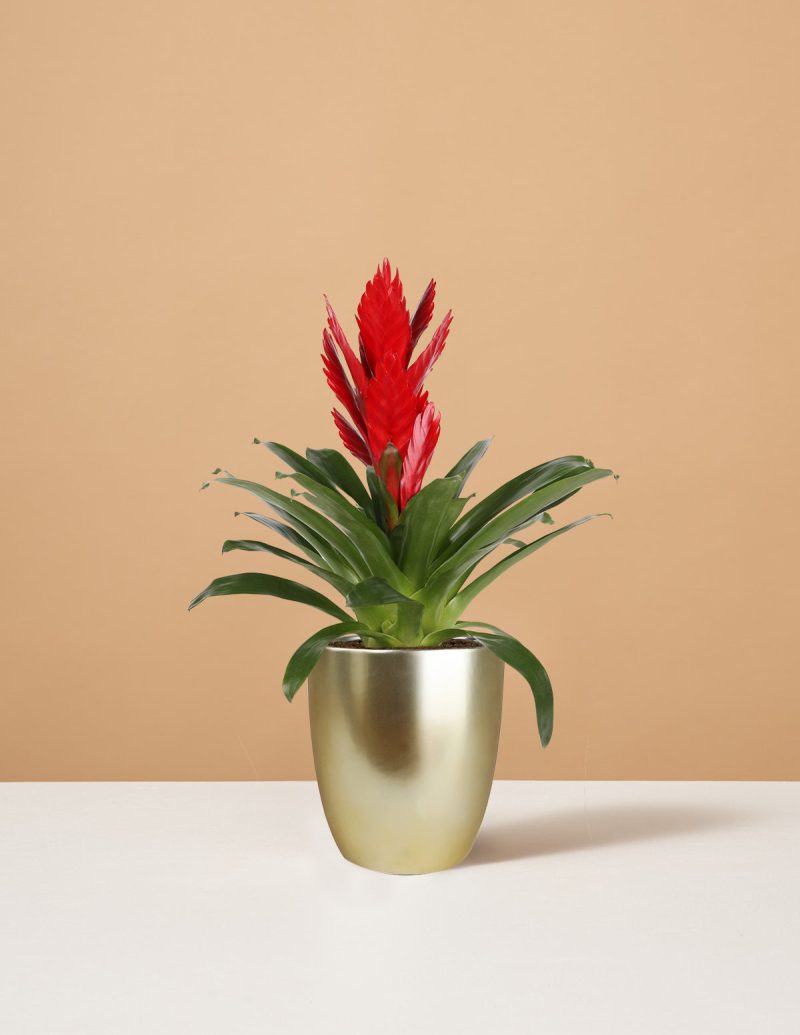 the sill Small Bromeliad Intenso Red Small Marcelle Gold Variant