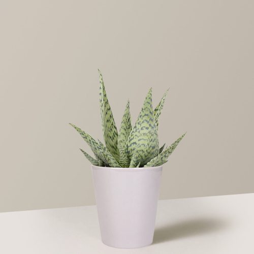 the sill Small Delta White Aloe Plant Quinn Gray Variant d57cdcb9 82f9 486e 9066 4f4a834afcdf