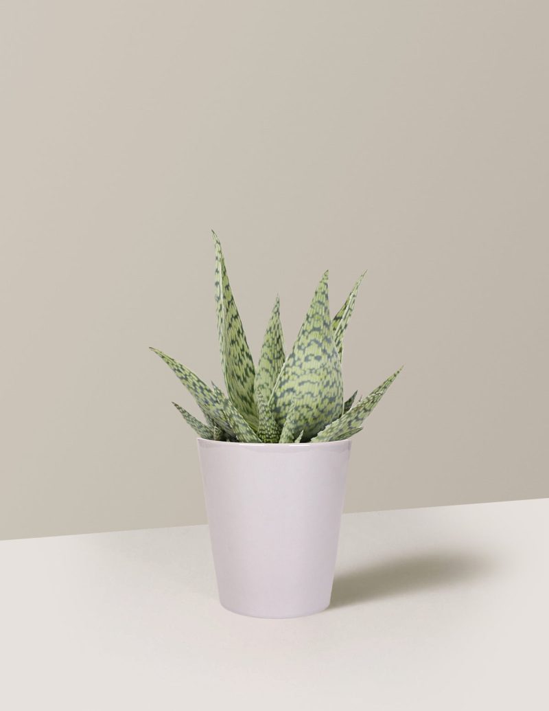 the sill Small Delta White Aloe Plant Quinn Gray Variant d57cdcb9 82f9 486e 9066 4f4a834afcdf