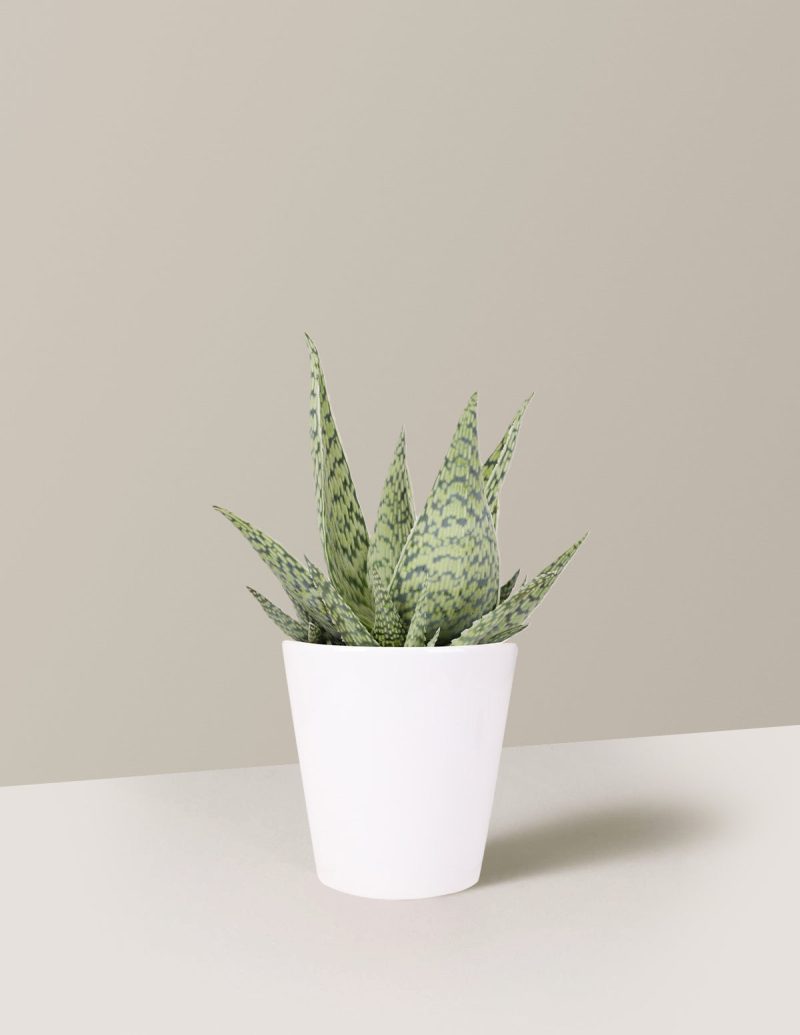 the sill Small Delta White Aloe Plant Quinn White Variant 72b4006c 296f 4032 a7c7 aff968970931