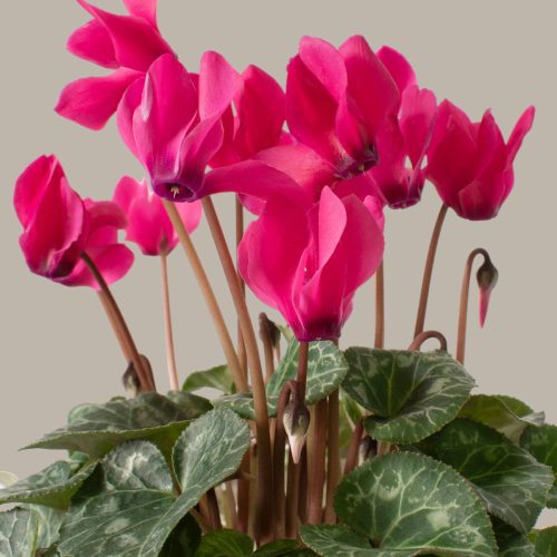 the sill Small Pink Cyclamen Gallery 1bd35b8c 1135 4a51 ba0b 91d7918b727f