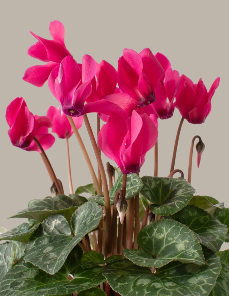 the sill Small Pink Cyclamen Gallery 1bd35b8c 1135 4a51 ba0b 91d7918b727f