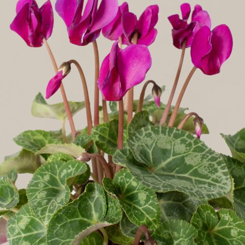 the sill Small Purple Cyclamen Gallery 83bde2d0 bcdf 4e10 a421 700de808a027