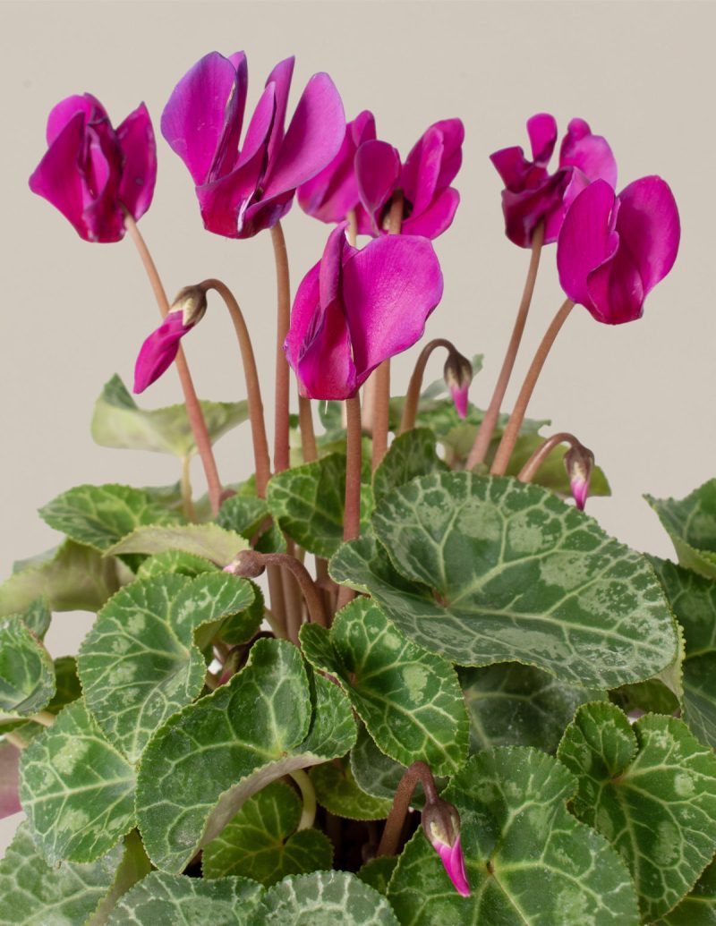 the sill Small Purple Cyclamen Gallery 83bde2d0 bcdf 4e10 a421 700de808a027