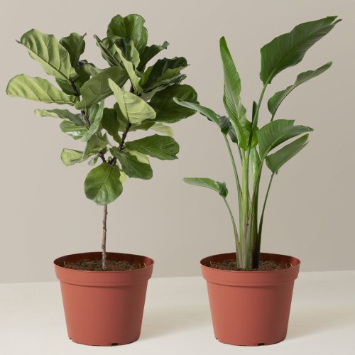 the sill Top Seller Duo Large Growpot Variant