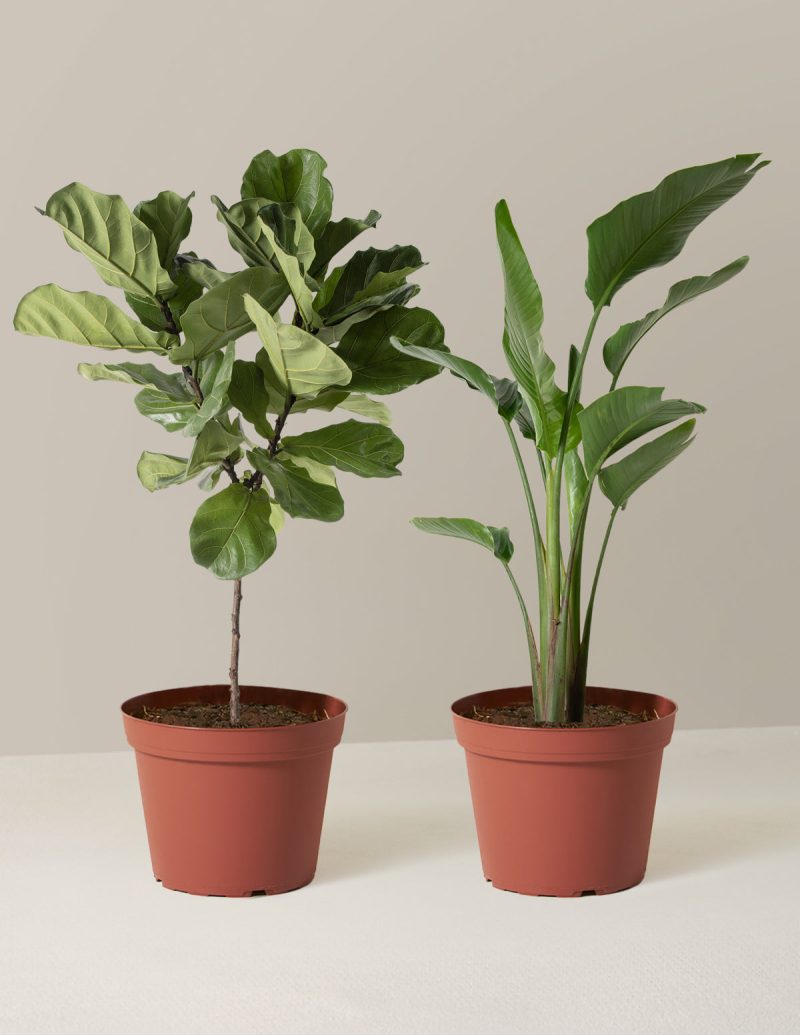 the sill Top Seller Duo Large Growpot Variant