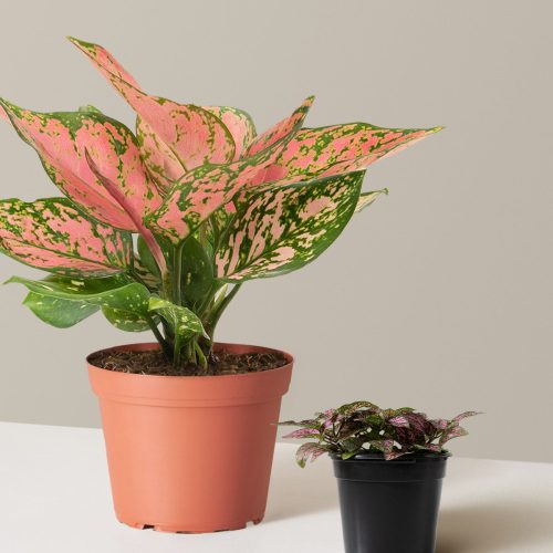 the sill Touch of Pink Duo growpot Variant