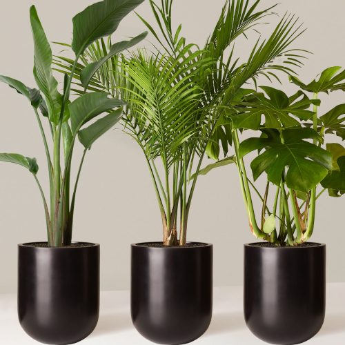 the sill Tropical Trio Large Pallas Black Variant