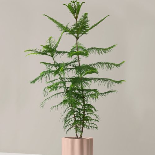 the sill XL Norfolk Island Pine XL Balboa Blush Variant