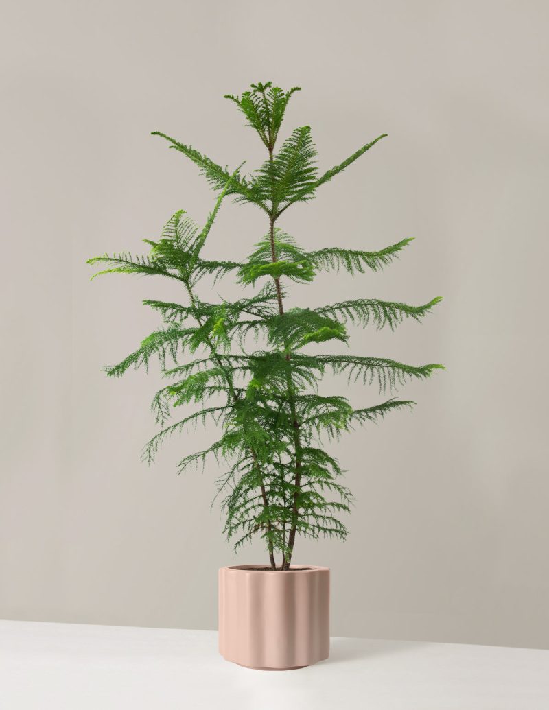 the sill XL Norfolk Island Pine XL Balboa Blush Variant