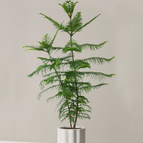 the sill XL Norfolk Island Pine XL Balboa Cream Variant