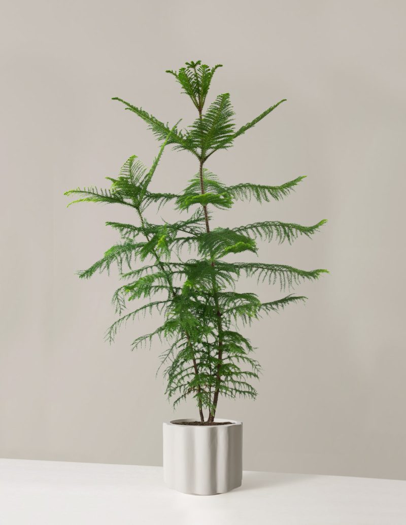 the sill XL Norfolk Island Pine XL Balboa Cream Variant