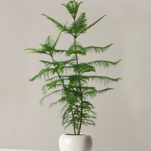 the sill XL Norfolk Island Pine XL Helena Cream Variant