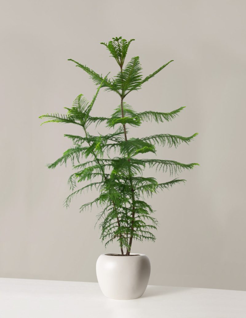 the sill XL Norfolk Island Pine XL Helena Cream Variant