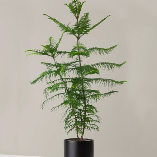 the sill XL Norfolk Island Pine XL Mexia Black Variant