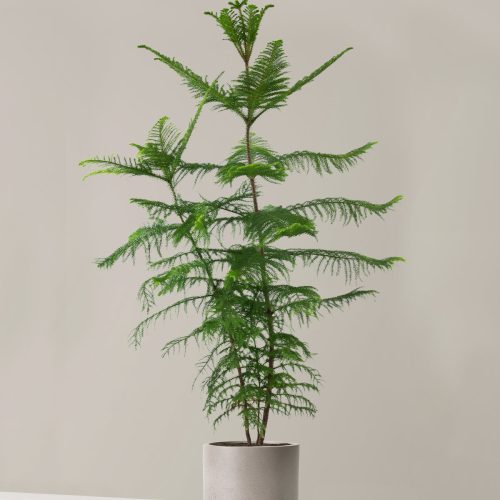 the sill XL Norfolk Island Pine XL Mexia Cement Grey Variant