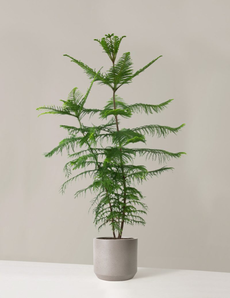 the sill XL Norfolk Island Pine XL Mexia Cement Grey Variant