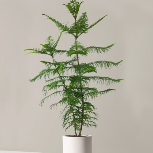 the sill XL Norfolk Island Pine XL Mexia Cream Variant