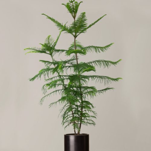 the sill XL Norfolk Island Pine XL Pallas Black Variant