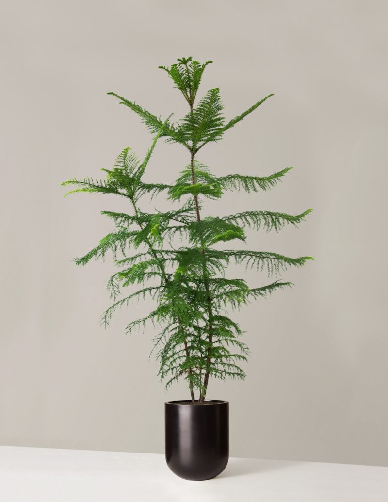 the sill XL Norfolk Island Pine XL Pallas Black Variant