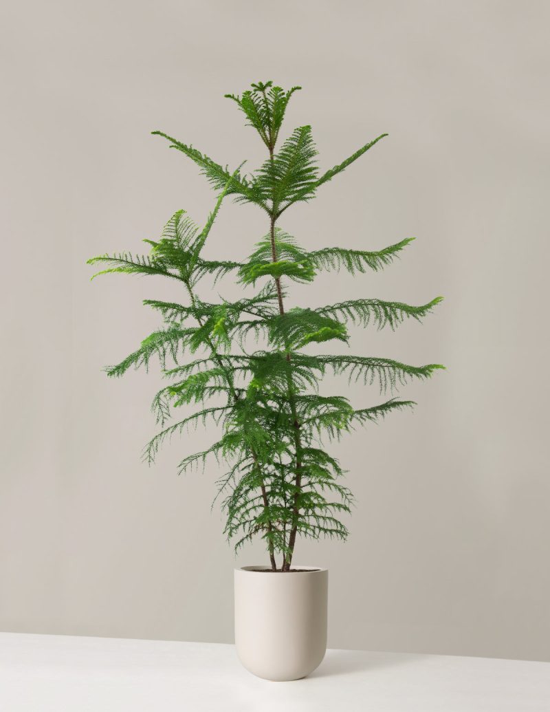 the sill XL Norfolk Island Pine XL Pallas Cream Variant