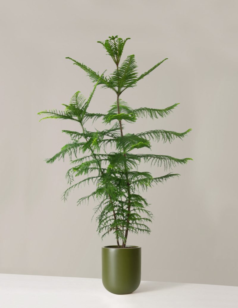 the sill XL Norfolk Island Pine XL Pallas Green Variant