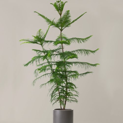 the sill XL Norfolk Island Pine XL Pallas Grey Variant