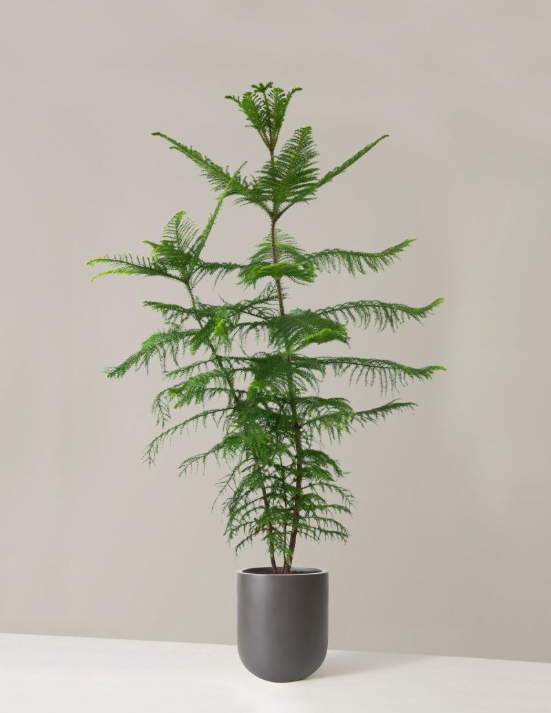 the sill XL Norfolk Island Pine XL Pallas Grey Variant